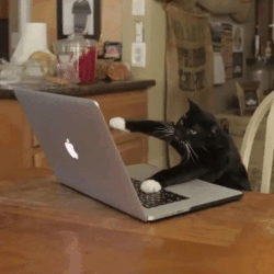 Cat hittting a keyboard